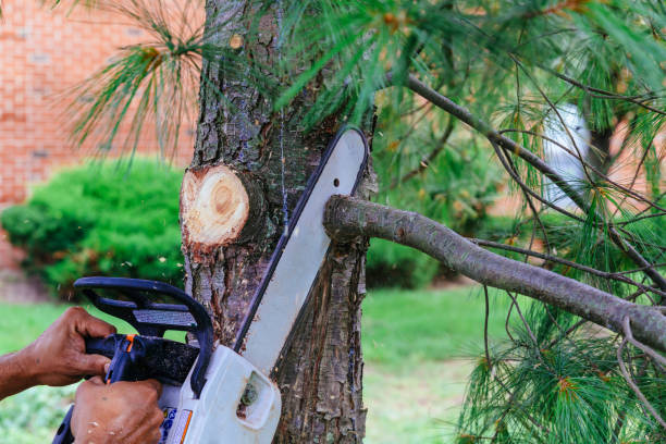 Reliable Lamesa, TX Tree Removal and Landscaping Services Solutions